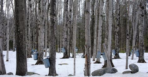 Image result for Extracting Maple Syrup From Trees