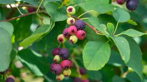 Image result for Serviceberries Tree