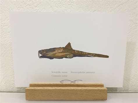 Bunocephalus amaurus Drawing Postcard | Osakanacraft