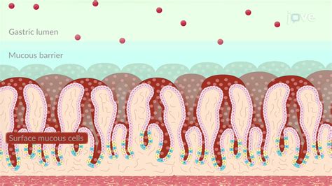 Video: Absorción de fármacos: factores que afectan a la absorción gastrointestinal