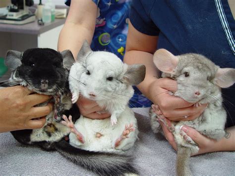 Chinchillas As Pets