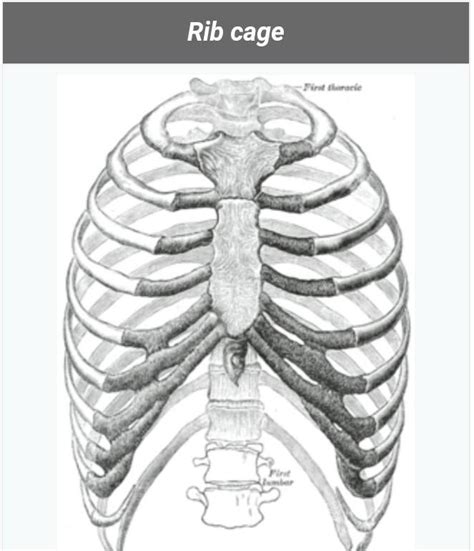2. Describe the structure of a rib cage.3. Differentiate between ...