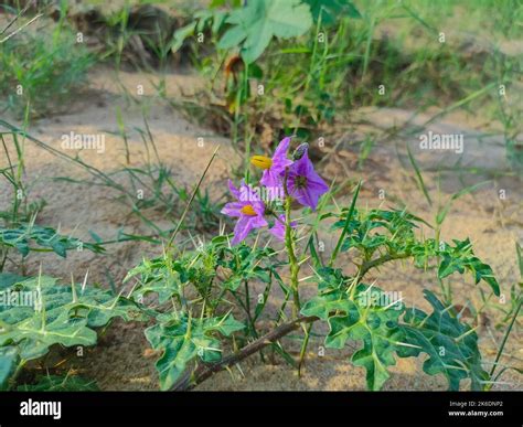 Solanum Xanthocarpum Seed