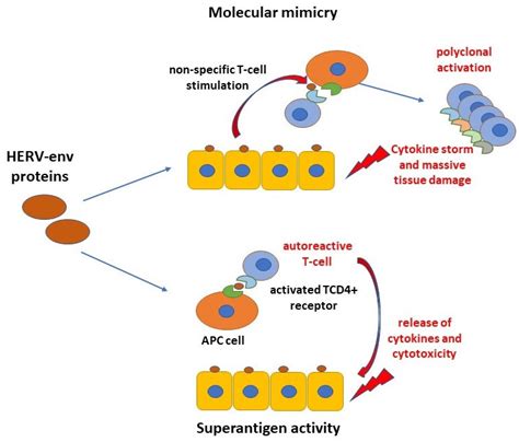 Interaction of HERVs with PAMPs in Dysregulation of Immune Response ...