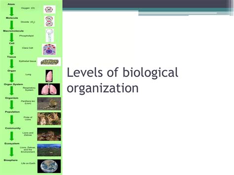 biology-levels of organization | PPTX