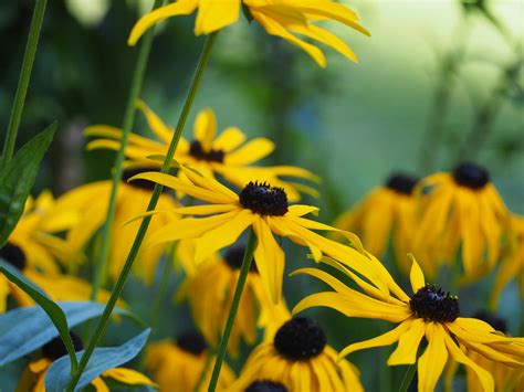 Black Eyed Susan Field