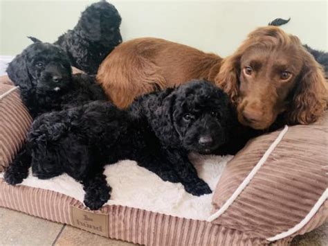 Cockapoo Dogs and Puppies For Adoption & Rehome in the UK