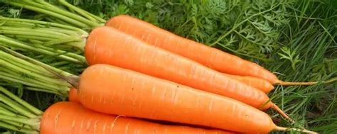 种植胡萝卜:热爱大自然的味道 - 欧宝体育在线登录app苹果下载