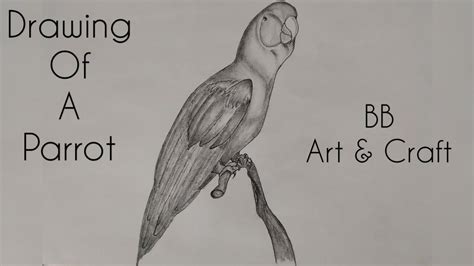 Image result for Parrot Picture Simple Tips