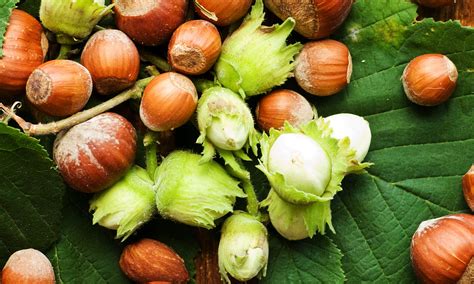 Image result for Hazelnut How to Identify