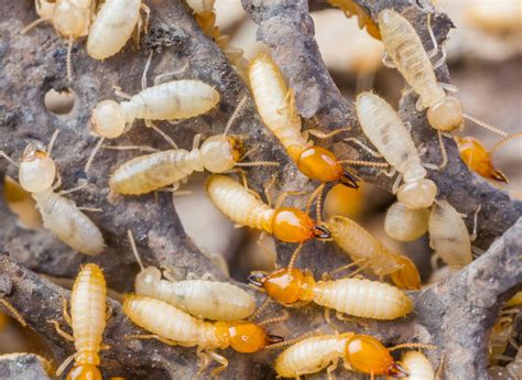 Scientists Discover Female Termites Who Don't Need Males to Reproduce ...