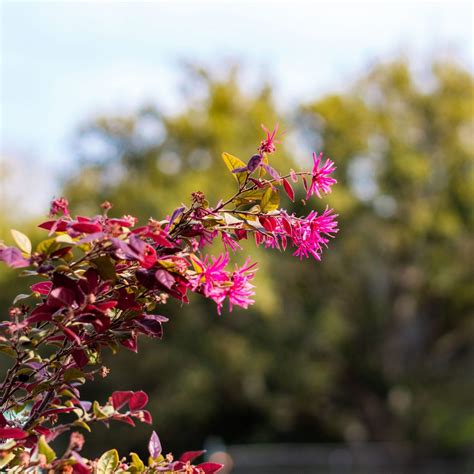 Hazel Parker Playground - Charleston Parks Conservancy