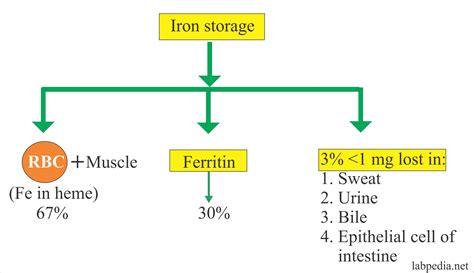 Total Iron Binding Capacity (TIBC), Transferrin and Transferrin ...