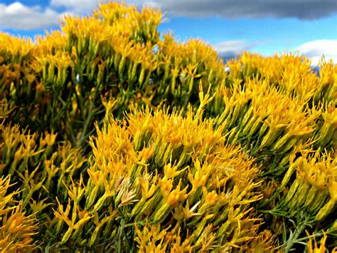 Sagebrush - Nevada state flower | Nevada, Nevada state, Flowers