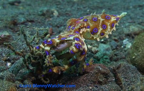 Image result for Blue-Ringed Octopus Hunting