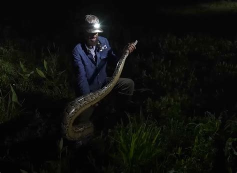 Image result for 50-Foot Python