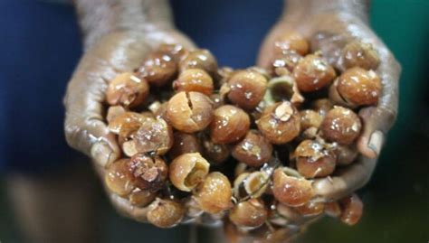 Process - Ayurvastra