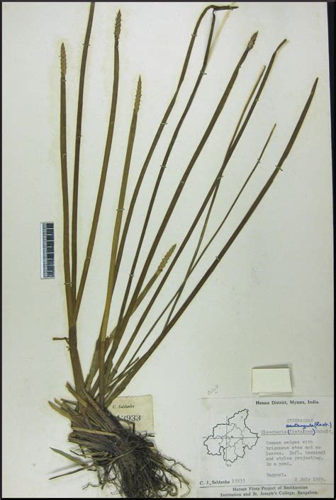 Herbarium JCB