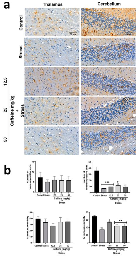 Caffeine Administration Mitigates Chronic Stress-Induced Behavioral ...