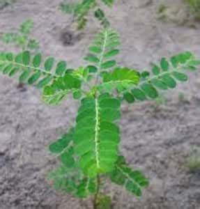 NATURE WORLD PREMIUM BHUMI AMLA PHILLANTHUS NIRURI BLACK CATNIP SHATTER ...
