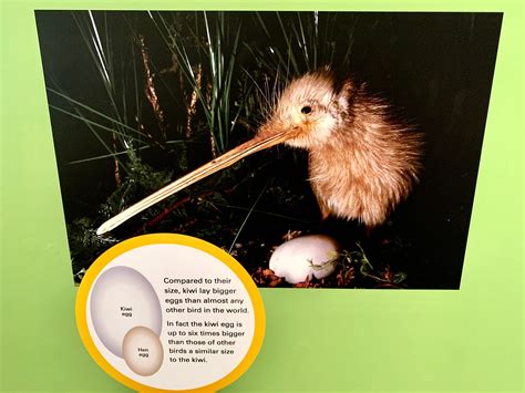 Is Kiwi a Bird Or Fruit: Discover the Surprising Truth Today - Birds