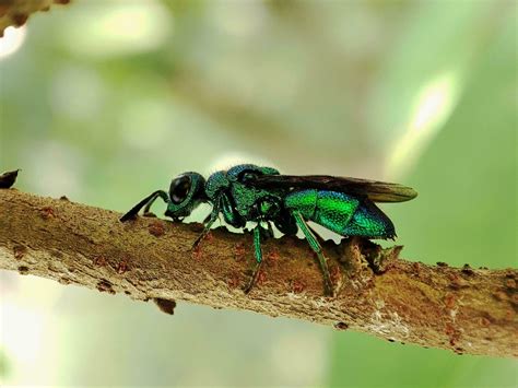 The cuckoo wasp has a metallic green body color 20658804 Stock Photo at Vecteezy