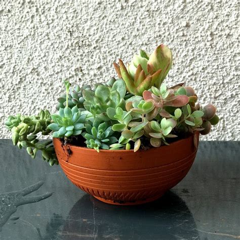 Terracotta Bowl Planters (Set of 4) – Garden Up