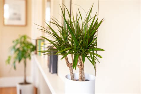How to Care for Dracaena: Types & Growing Tips