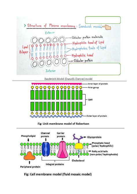 Models of Plasma Membrane: Sandwich & Fluid Mosaic Models - Studocu