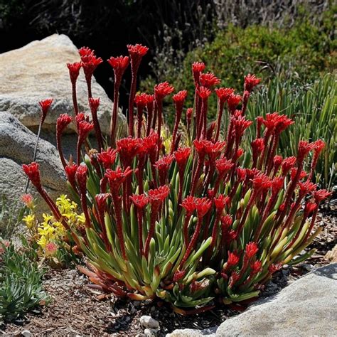10 Best Drought Resistant Plants for Hot and Dry Climates | Drought ...