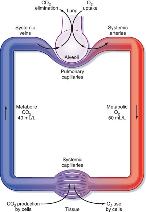 Oxygen and Carbon Dioxide Transport - Clinical Tree