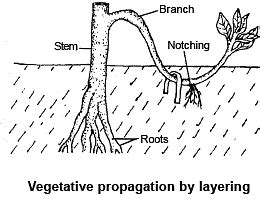Reproduction in Plant (Part - 7) - Notes, Botany, Class 12 PDF Download