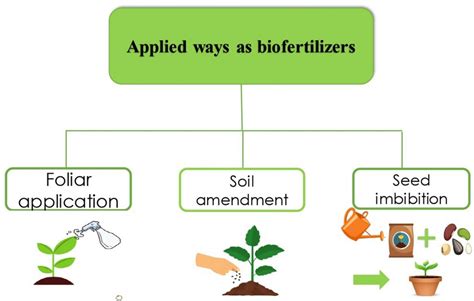 Exploring Diverse Biological Fertilizers (Micronutrients) for ...