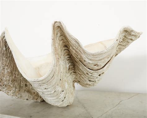 Image result for Large Clam Shells