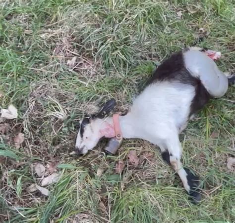 Dos lobos hacen frente a un pastor de 17 años en Santianes de Ola ...