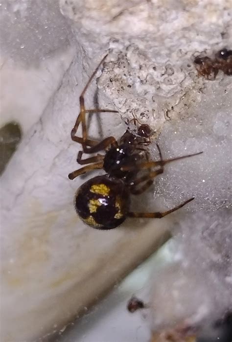 Just wanted to share some photos of my steatoda triangulosa ...