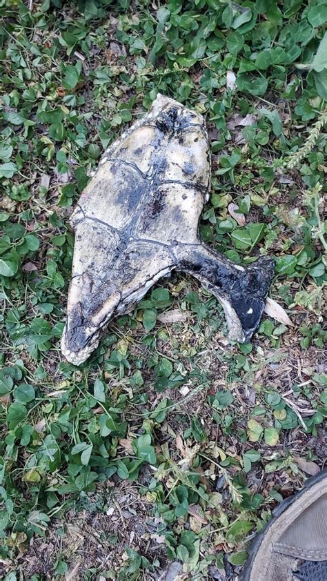 Image result for Defleshing Snapping Turtle Shell