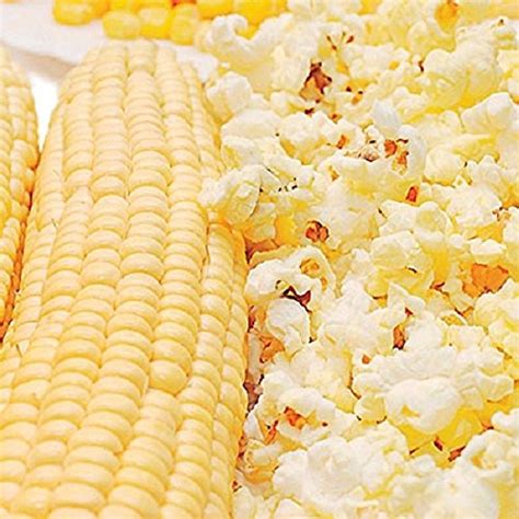 Buy Snow Puff Hybrid F1 Popcorn - It expands to a huge size when popped ...