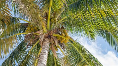 Download wallpaper 1920x1080 palm trees, leaves. coconuts, tropics full ...