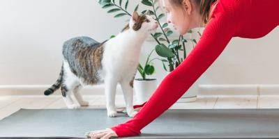 FIV In Cats: Causes, Symptoms & Treatment | Purina US