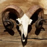 Animal Head for Wall | Animal head Wall Decor | Kilmori – kilmori