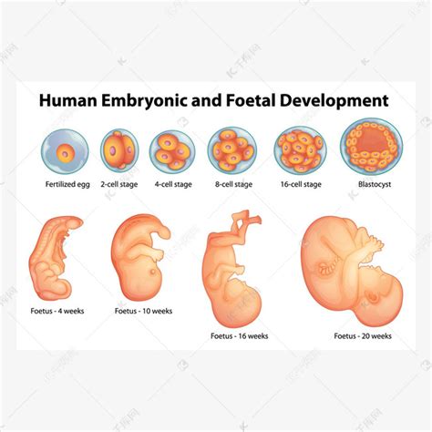 在人胚胎发育阶段素材图片免费下载-千库网