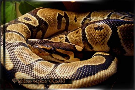 Image result for Python Regius