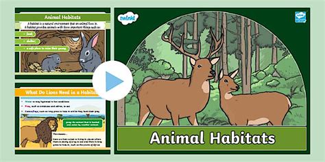 Animal Habitats PowerPoint - Teaching Resource
