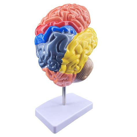 Buy Neurology Model, Brain Model with Artery, Human Brain Anatomy Model ...
