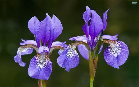 Iris Flower Wallpapers - Top Free Iris Flower Backgrounds - WallpaperAccess
