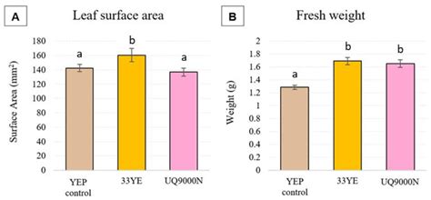 Rhizosphere Bacteria Biofertiliser Formulations Improve Lettuce Growth ...