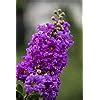 Greenvalue Furush Lagerstroemia Flower Live Plant Violate Colour (Pack ...