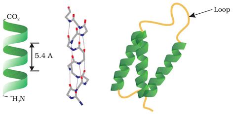SATHEE: Chapter 03 Biomolecules