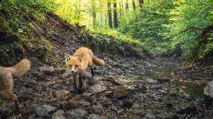 What my camera trap recorded over seven days in the forest